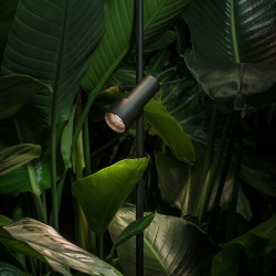 Palosanto B Havelampe